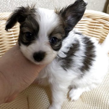 パピヨン【埼玉県・男の子・2025年3月21日・セーブル&ホワイト(茶白)】の写真「実犬めちゃめちゃ可愛いです♡」