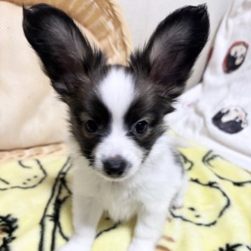 パピヨン【埼玉県・男の子・2025年8月4日・セーブル&ホワイト】の写真「名犬フィリップを思い出させる美しいカラーの子犬です」