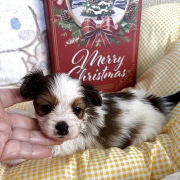 パピヨン【埼玉県・男の子・2025年11月5日・レッド&ホワイト (茶白)】の写真「顔も身体の柄もとても綺麗，コートも伸びそう」