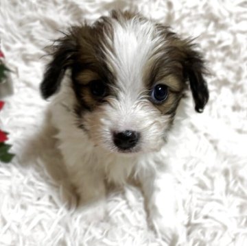 パピヨン【埼玉県・女の子・2025年11月5日・レッド&ホワイト (茶白)】の写真「綺麗なお顔でコートも伸びそう」