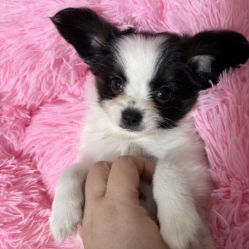 パピヨン【埼玉県・女の子・2025年1月23日・トライ】の写真「見た目も仕草も可愛らしいです」