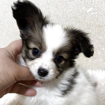 パピヨン【埼玉県・女の子・2025年3月21日・ブラウン&ホワイト】の写真「女の子らしい可愛い子です」