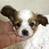 パピヨン【埼玉県・女の子・2025年4月17日・レッド&ホワイト (茶白)】の写真1