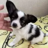 パピヨン