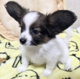 パピヨン