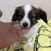 パピヨン