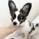 パピヨン