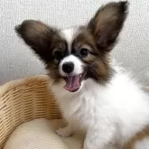 パピヨン