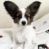 パピヨン