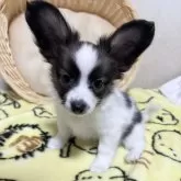 パピヨン【埼玉県・男の子・2025年8月4日・セーブル&ホワイト】の写真11