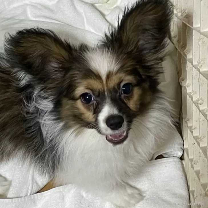 ID：2311-00399の子犬