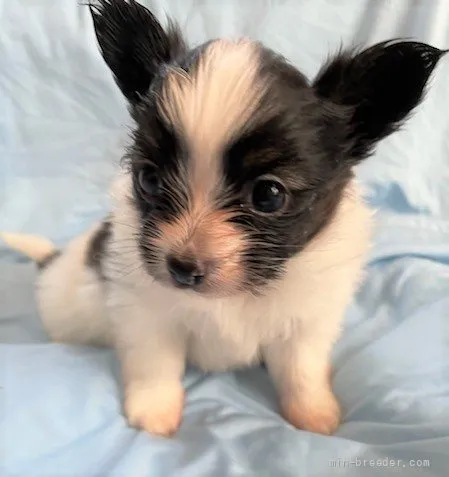 ID：2204-01944の子犬