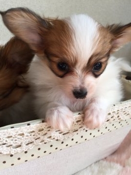 パピヨン【埼玉県・女の子・2015年1月1日・レッド&ホワイト】の写真「小さくて可愛らしいです」