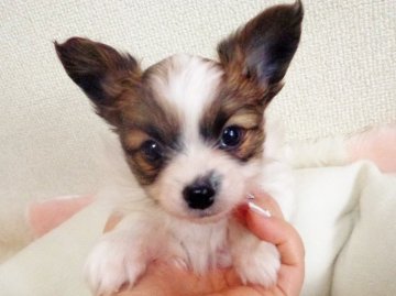 パピヨン【埼玉県・男の子・2016年2月23日・レッド&ホワイト】の写真「両親チャンピオンです。お顔がとても可愛いです」