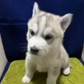 シベリアンハスキー