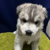 シベリアンハスキー