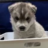 シベリアンハスキー【富山県・男の子・2025年11月13日・シルバーホワイト】の写真6