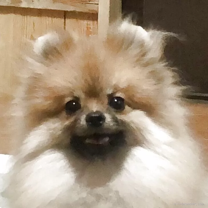 ID：2412-01142の子犬