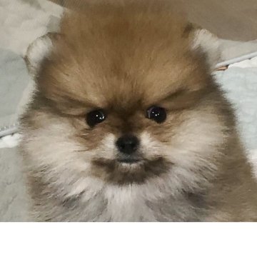 ポメラニアン【千葉県・女の子・2025年11月15日・オレンジ】の写真「つぶらな瞳がとても可愛いです✨」
