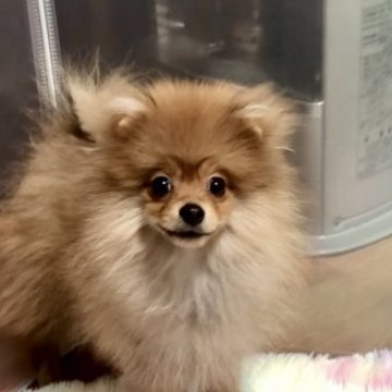 ポメラニアン【千葉県・男の子・2024年10月19日・オレンジ】の写真「お顔の丸い可愛い男の子です。」