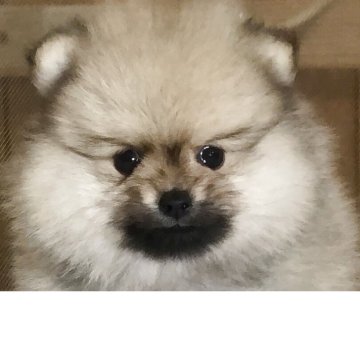 ポメラニアン【千葉県・女の子・2025年11月15日・オレンジ】の写真「中々の個性的な女の子になります👍」