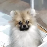 ポメラニアン