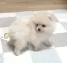ポメラニアン【千葉県・女の子・2025年7月12日・クリーム】の写真4