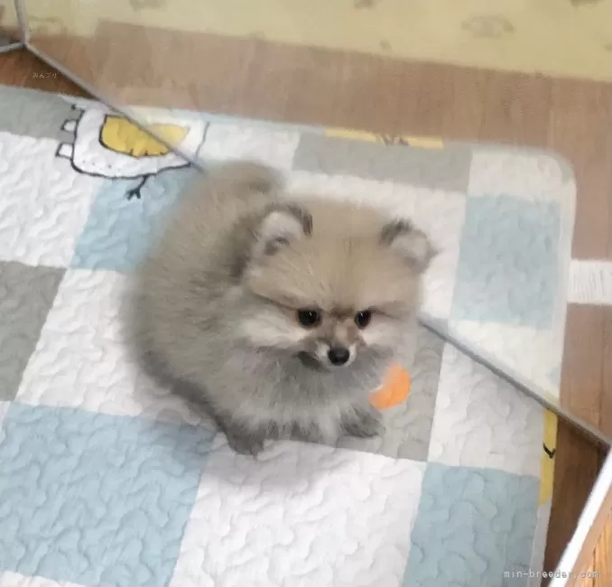 ななちゃん様専用 ハンカチ チワワちゃん柄