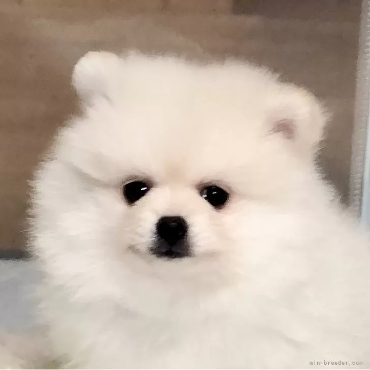 ID：2402-05614の子犬