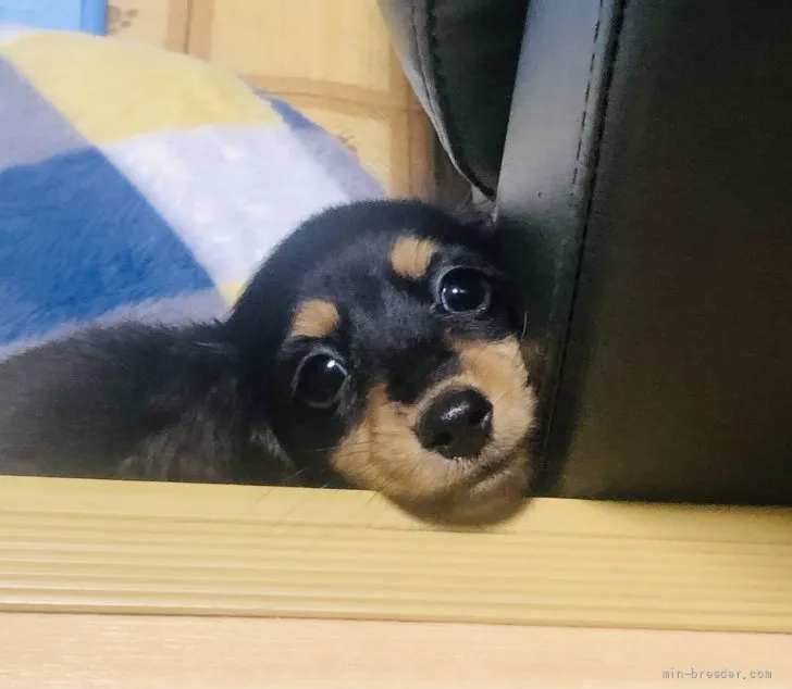 ID:2112-03796の子犬