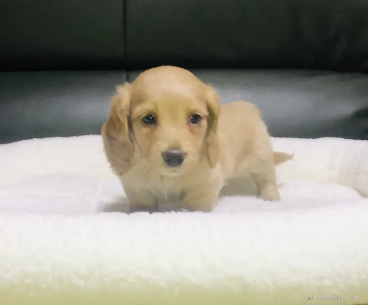 しん 様のお迎えした子犬