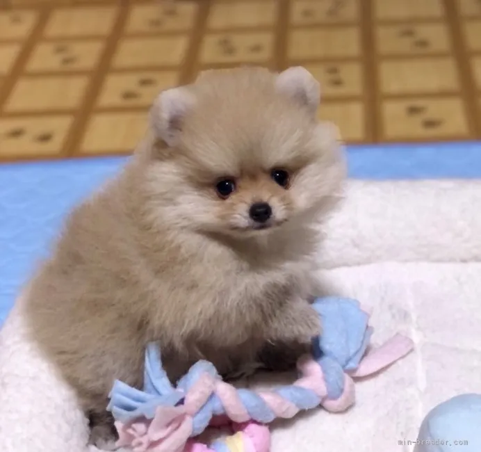 ID：2205-00432の子犬