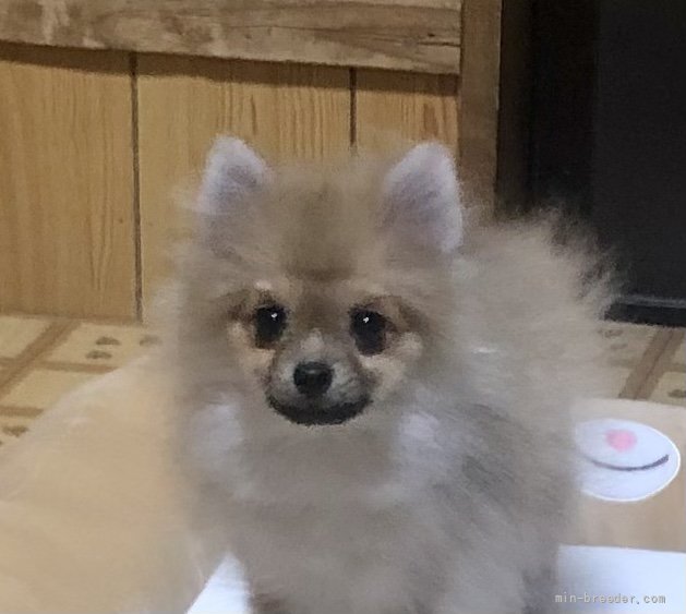 ポメラニアン 千葉県 男の子 21年9月5日 オレンジ 只今 猿期真っ只中です みんなのブリーダー 子犬id 2111