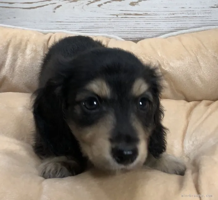 ID:1910-03051の子犬
