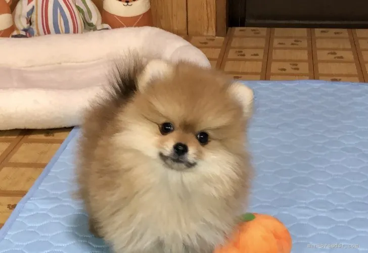 Momo 様のお迎えした子犬