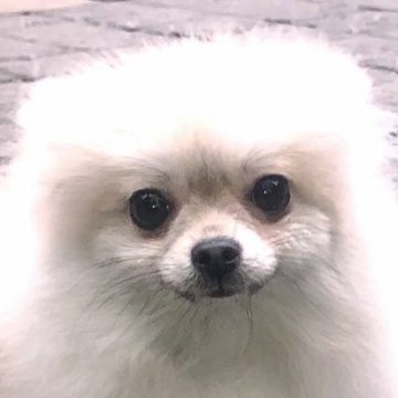 パパ→チワポメ ママ→ポメラニアン【千葉県・女の子・2023年4月19日・クリーム】の写真「とてもおとなしい女の子です。」