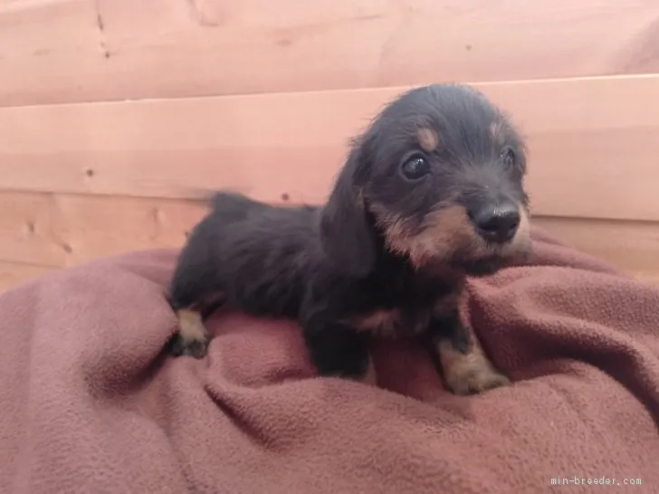 ID:1911-01493の子犬