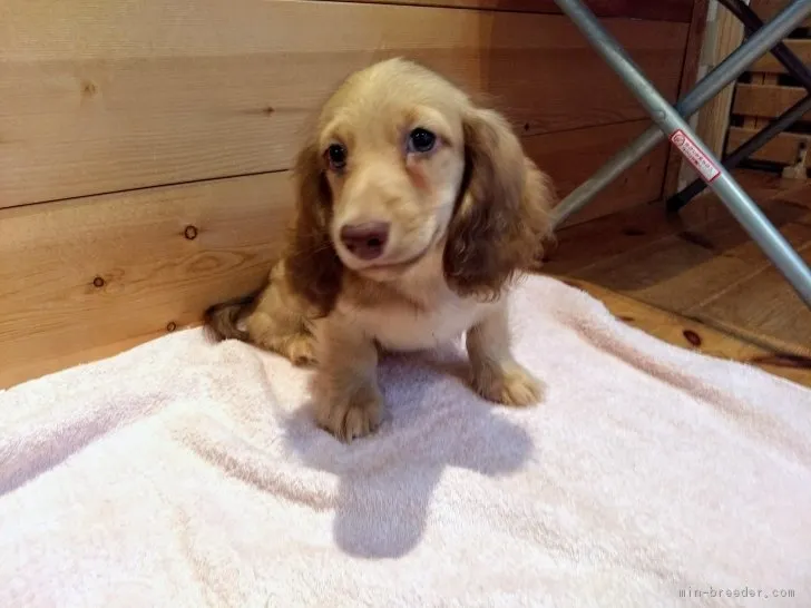 ID:1806-02794の子犬