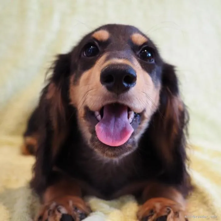 ID：2206-00463の子犬