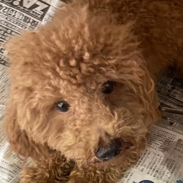 ID:2311-02415の子犬