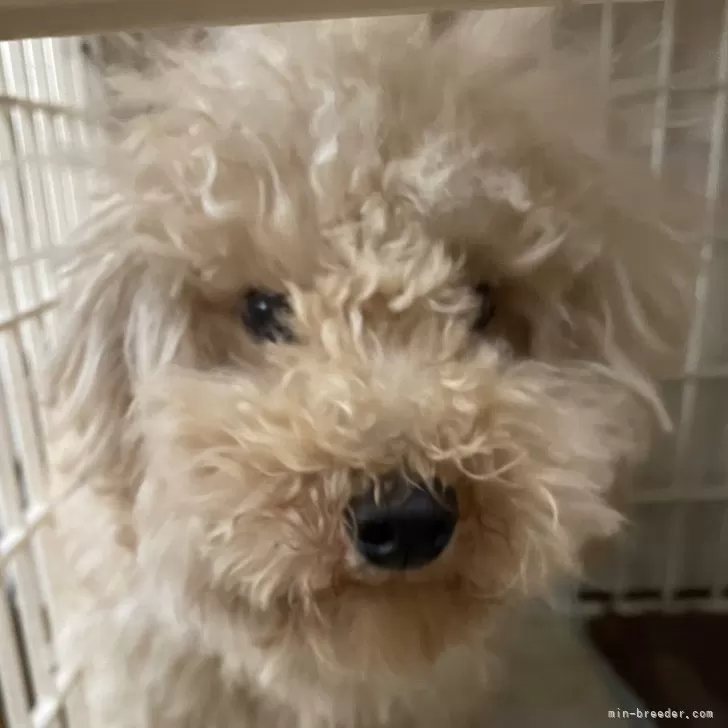 ID:2310-03025の子犬