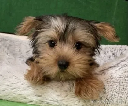 吉祥寺 様のお迎えした子犬