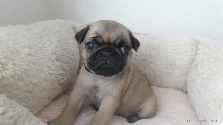 A 様のお迎えした子犬