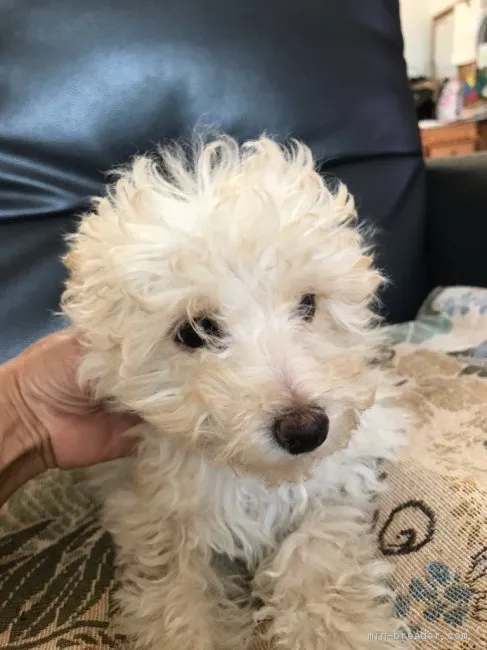 J.T 様のお迎えした子犬