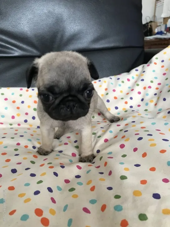 M.N 様のお迎えした子犬