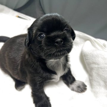 シーズー【愛媛県・男の子・2025年10月9日・ブラウンもしくは、ブリンドル】の写真「綺麗なお顔の男の子です。父ロシア輸入犬ブラックです」