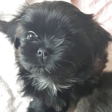 シーズー【愛媛県・女の子・2025年10月9日・ブラウンもしくは、ブリンドル】の写真「大きなお目目の可愛い子です！父はロシア輸入犬です」