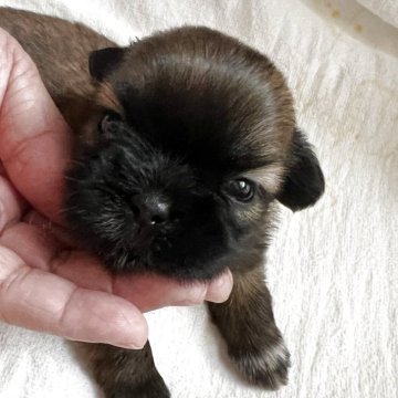 シーズー【愛媛県・女の子・2025年7月5日・ゴールド ブラックマスク】の写真「優しいお顔が愛らしいブラックマスクシーズーです。」