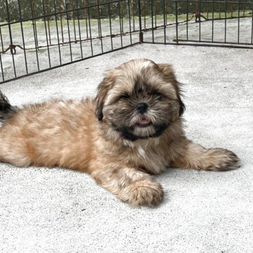 シーズー【愛媛県・男の子・2025年7月2日・ゴールド ブラックマスク】の写真「父犬ロシア輸入犬ブラックシーズー」