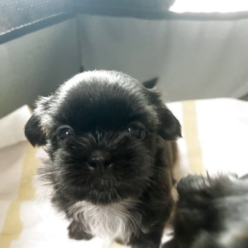 シーズー【愛媛県・女の子・2025年10月9日・ブラウンもしくは濃いブリンドル】の写真「大きな瞳が愛らしい女の子。父犬はロシア輸入ブラック」